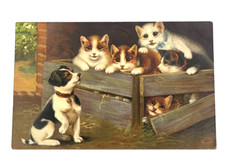 1908 postcard dog for sale  Tucson