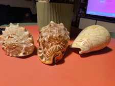 Set conchiglie giganti usato  Zenson di Piave