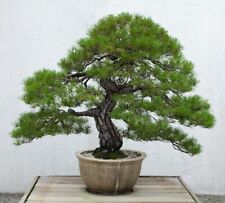 10 graines de PIN ROUGE DU JAPON (Pinus densiflora)E152 JAPANESE RED PINE SEEDS , usado comprar usado  Enviando para Brazil
