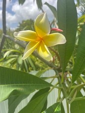 Yellow plumeria fesh for sale  Opa Locka