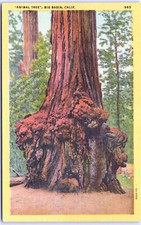 Postcard animal tree for sale  Bloomington