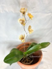 Orchidées dorées coquillages d'occasion  Castelnau-le-Lez