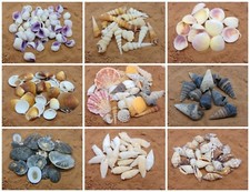 Natural beach shells for sale Natural beach shells for sale  DONCASTER