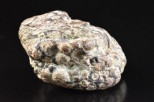 U3141: Pedra de Crisântemo Japonesa Kikkaseki Ornamental, Bonsai Ueki Garden, usado comprar usado  Enviando para Brazil