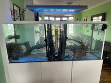 Complete marine fish for sale  ROCHESTER