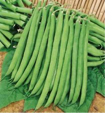 Lot graines haricot d'occasion  Chazelles