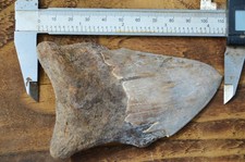 Beautiful genuine megalodon for sale  UK