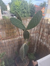 Puntia ficus indica gebraucht kaufen  Weilheim