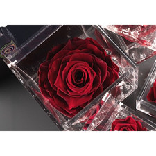 Rosa stabilizzata flowercube usato  Cantu