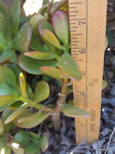 Lot live rooted for sale  El Cajon