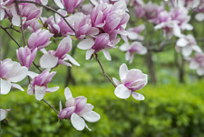 Saucer magnolia seedling for sale  Owego
