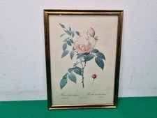 Vintage rosa indica for sale  LEOMINSTER