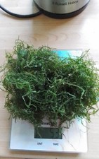 50gms java moss for sale  STOCKPORT