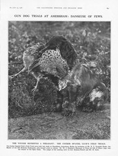 Amersham bucks cocker for sale  GLASGOW