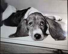 Vintage animali cane usato  Roma