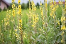 Mullein shropshire meadow for sale  WELSHPOOL