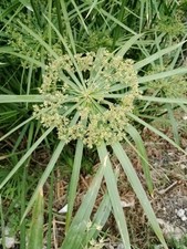 Palma acqua cyperus usato  Siculiana