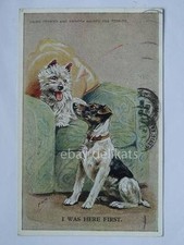 Cairn terrier smooth usato  Trieste