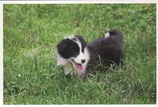 Puppy dog cute for sale  Chesapeake