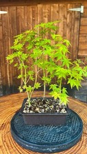 Bonsai acero palmato usato  L Aquila