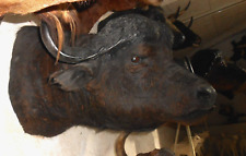 Gros trophée taxidermie d'occasion  France