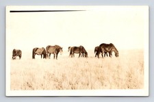 Rppc several horses for sale  High Ridge