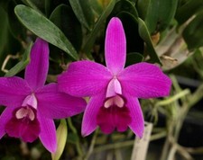 Stud division mini for sale  Canton