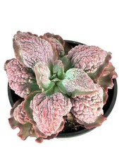 Echeveria etna brain for sale  Castaic