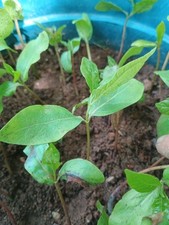 American persimmon sprouted for sale  West Plains
