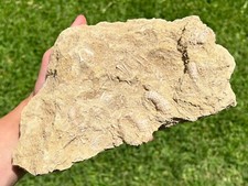 Huge fossil sea for sale  Coppell