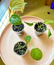 Philodendron camposportanum sm for sale  Windsor