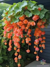 Orange weeping begonia for sale  Spring City