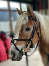 Mexikanische trense cob gebraucht kaufen  Mühlhausen/Thüringen