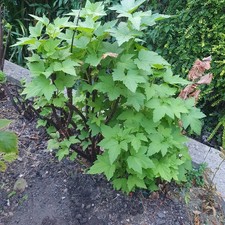 Ribena blackcurrant plant for sale  LEEDS