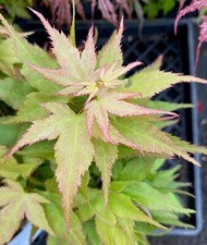 emperor japanese maple for sale emperor japanese maple for sale Mount Angel