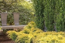 Juniper gold lace for sale  USA