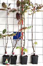 Sorbus hybrida joseph gebraucht kaufen  Bad Bergzabern