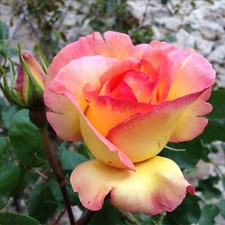 Parure delmir kletterrose gebraucht kaufen  Haselünne