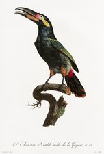 Black necked aracari d'occasion  Expédié en Belgium