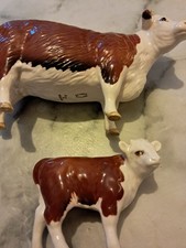 hereford cow for sale hereford cow for sale DERBY
