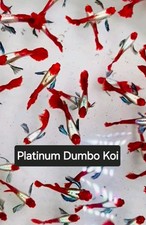 Live guppy fry for sale  Santa Clara