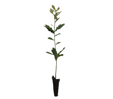 English oak trees for sale  HEATHFIELD