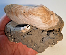Fossil clam polycepod for sale  New Port Richey