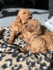 goldendoodles puppy for sale goldendoodles puppy for sale Albuquerque