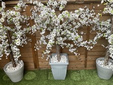 5ft white artificial for sale  SALFORD