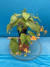 plants 6 begonia for sale plants 6 begonia for sale San Francisco