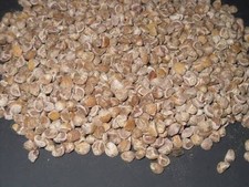 Sementes de rosas de madeira para bebês hawain comprar usado  Enviando para Brazil