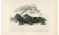 field spaniel for sale field spaniel for sale COLEFORD