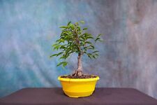 Ficus philippinensis pre for sale  North Fort Myers