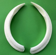 Coppia zanne cinghiale usato Coppia zanne cinghiale usato  Cecina